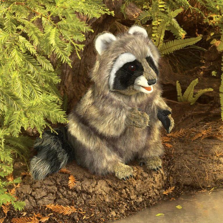 Waschbär